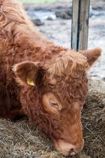 Hausrind (172 von 174).jpg